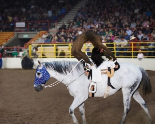 Daniel Roseberry's Lone Star